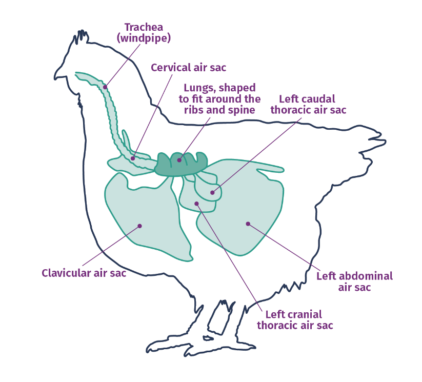 Understanding and Managing Common Ailments in Chickens