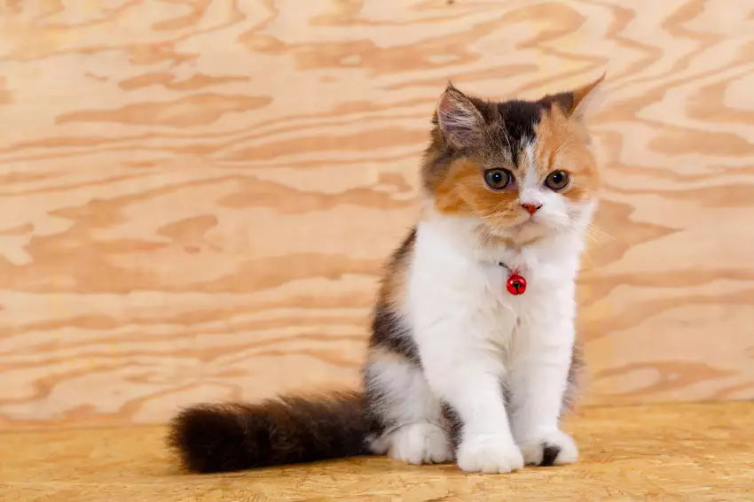 Tiny Titans: The Smallest Cat Breeds for Compact Living