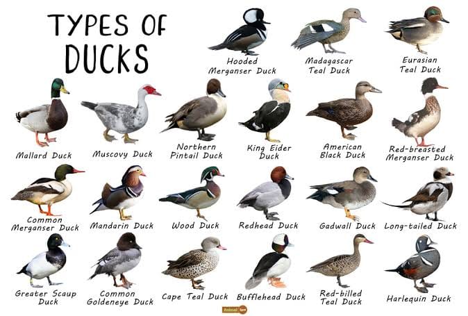 Diverse And Vibrant: Exploring Duck Breeds Around The World – ZiDtia