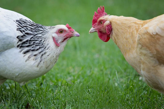 Customer Story:The Hilarious Truths I Learned from My Backyard Chickens