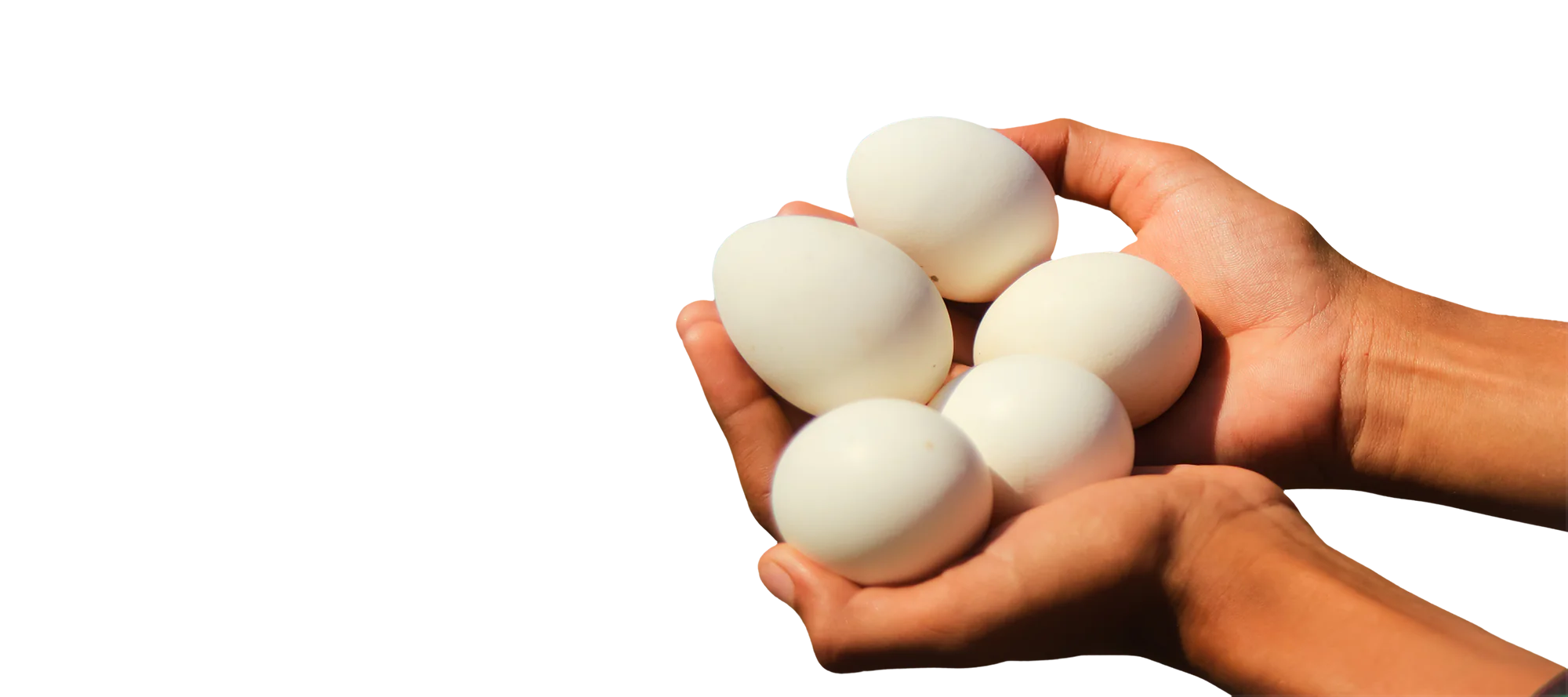 zidtia eggs on hands