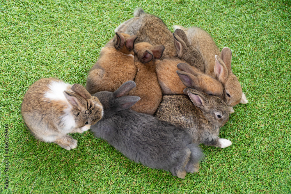 Sleeping Rabbit Outside Understanding Your Rabbit's Sleep Habits – ZiDtia
