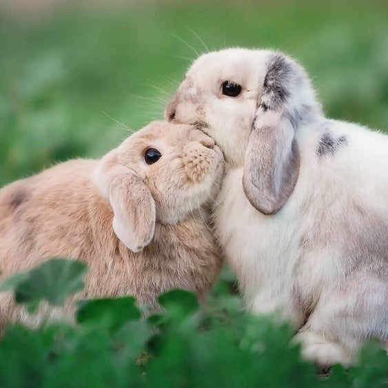 Indoor Adventures: Creating a Safe and Stimulating Environment for Your Rabbit