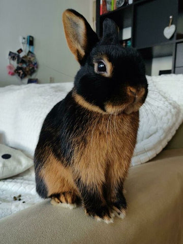 The Essential Guide to Rabbit Grooming and Bonding