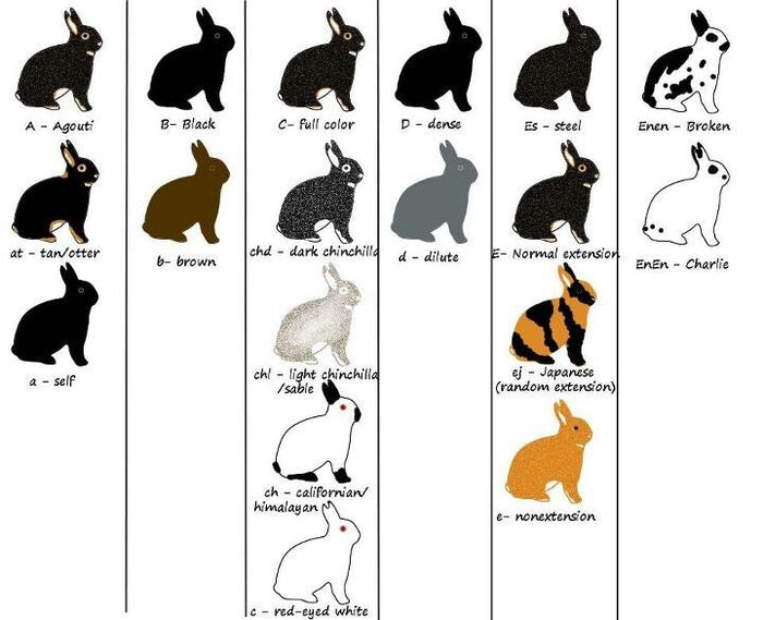 Seven Color Rabbit The Spectrum of Rabbit Fur Colors – ZiDtia