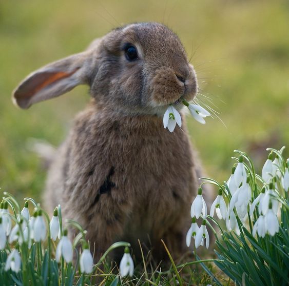 The Art of Safely Handling Your Rabbit