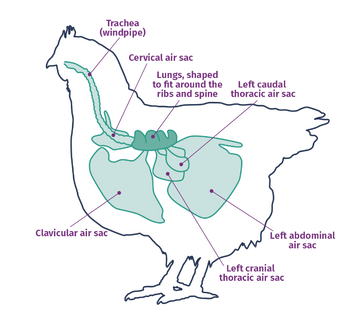 Understanding and Managing Common Ailments in Chickens