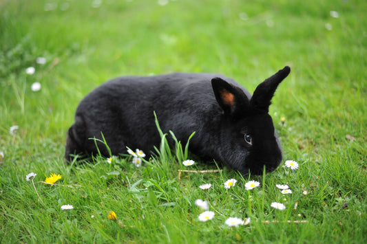 The Dynamics of Rabbit Social Structure: Creating a Harmonious Home