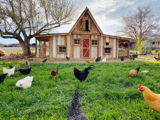 The Tale of Two Terms: Chicken Coop vs. Chicken Run