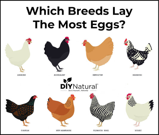 his image is a colorful infographic titled "Which Breeds Lay The Most Eggs?" It features illustrations of eight different chicken breeds, each labeled with their respective names. 