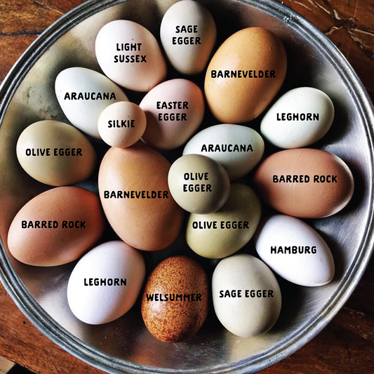  colorful eggs 