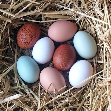 Breeds for Egg-Laying
