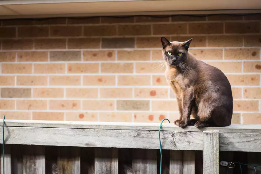 Majestic Giants: The Largest Cat Breeds