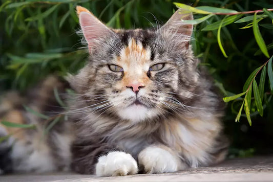 Choosing the Right Cat: A ZiDtia Perspective on Pet Compatibility