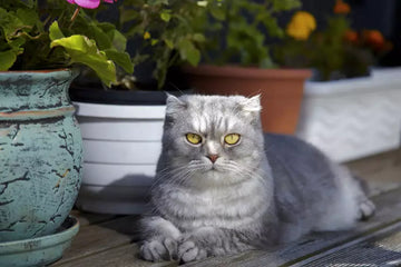 Harmonious Introductions: Integrating a New Cat