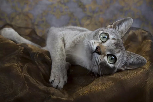 Understanding Cat Coat Types: A Guide from ZiDtia