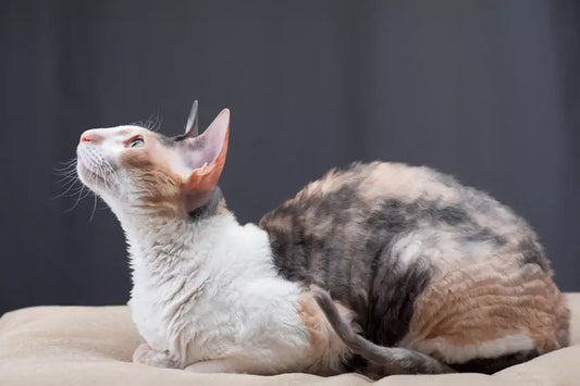 Fostering Harmony: Introducing Cats to Dogs