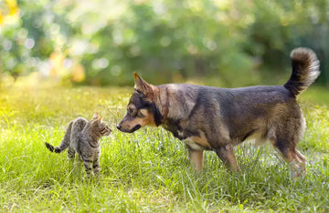Bringing a New Cat Home: A Guide Inspired by ZiDtia's Principles