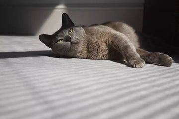 Hybrid and Lookalike Cats: A Guide for Potential Owners from ZiDtia
