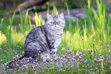 Should You Get One Cat or Two?