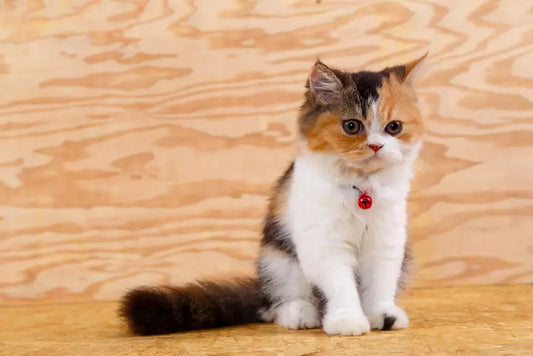 Tiny Titans: The Smallest Cat Breeds for Compact Living
