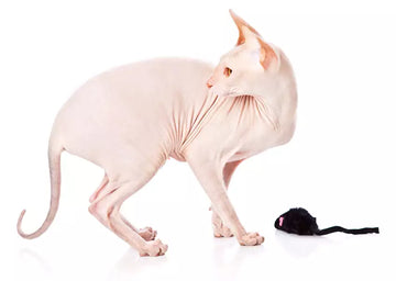 Celebrating the Diversity of Cat Coats: A Colorful Guide from ZiDtia