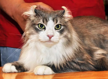 Kitten or Adult Cat: Making the Right Choice with ZiDtia