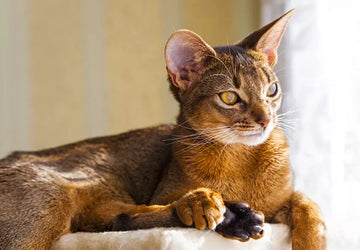 Choosing the Best Hypoallergenic Cats for Allergy Sufferers