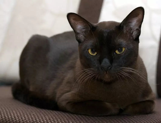 Introducing Cats to Children: A Gentle Guide from ZiDtia