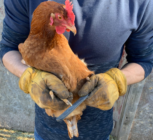 Trimming Your Chicken's Claws and Beak