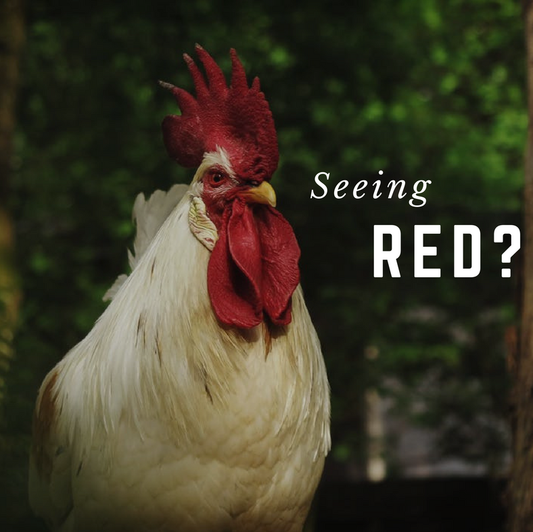 At-a-Glance Health Checks for Your Chickens: A Comprehensive Guide