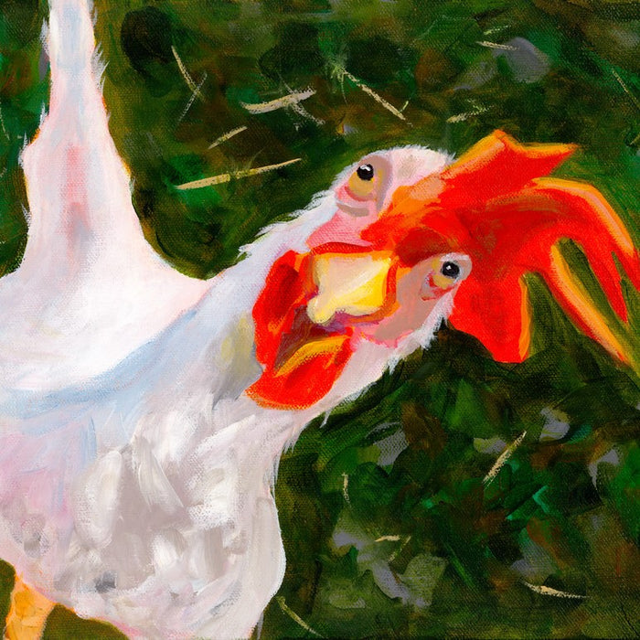 Chicken Getting Expluse Getting Chickens FAQs – ZiDtia