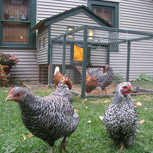 Housing Chickens