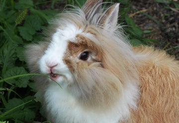 The Natural Diet of Rabbits