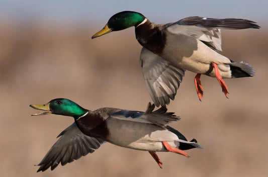 Unraveling the Intriguing History of Ducks