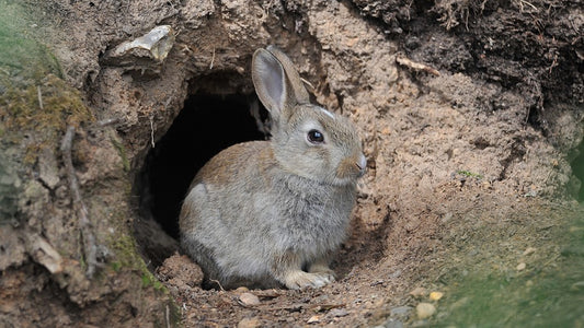 Engineering Marvels: How Rabbits Construct Their Burrows
