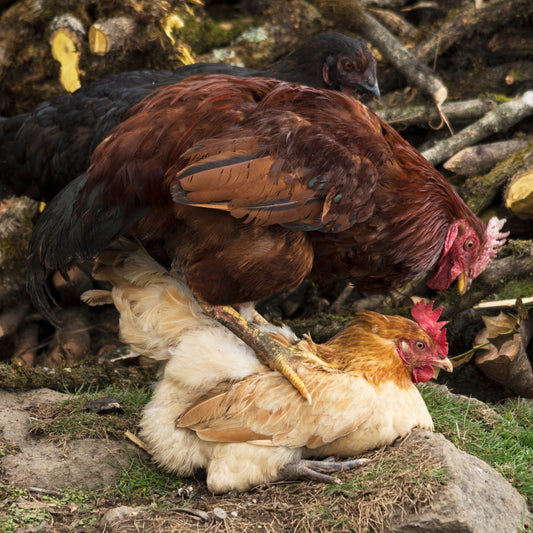 Egg FAQs: Understanding Backyard Chickens