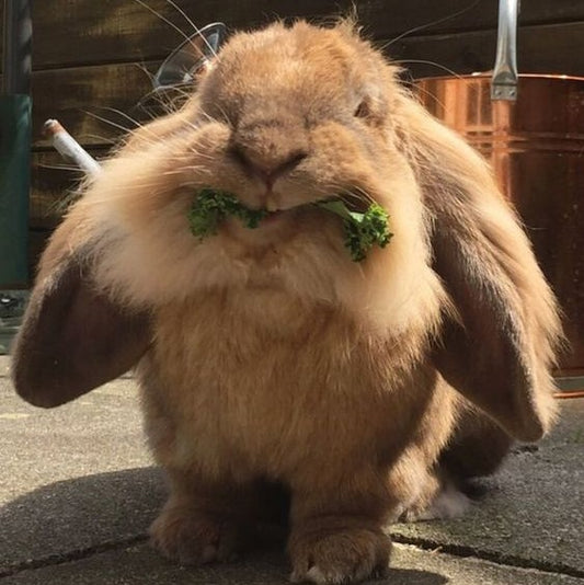 Establishing a Daily Routine for Your Rabbits