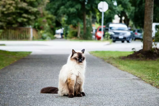 Securing Your Cat's Safety: Collars and Microchips