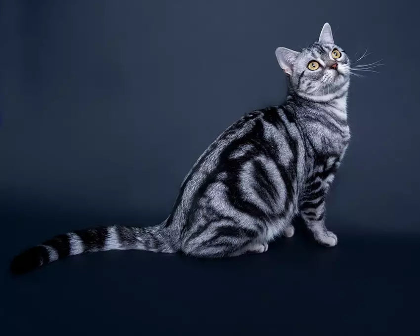 Cats Across America: Their Journey and Our Commitment – ZiDtia