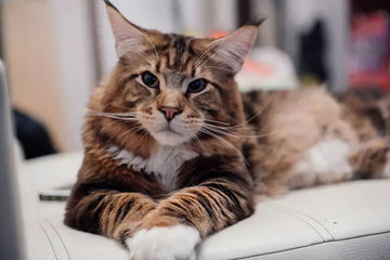 Managing Unwanted Cat Behavior: Expert Tips from ZiDtia