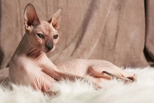 Meet the Masterminds: Top Intelligent Cat Breeds