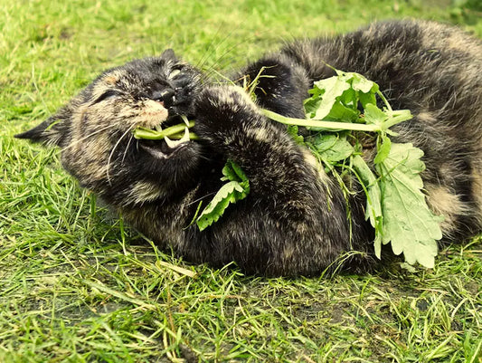 Mastering Litter Tray Basics: A ZiDtia Guide to Cat Hygiene