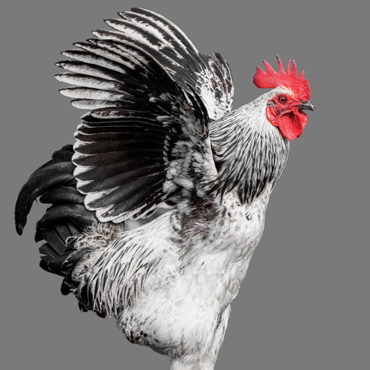 The Ultimate Guide to Chicken Care FAQs