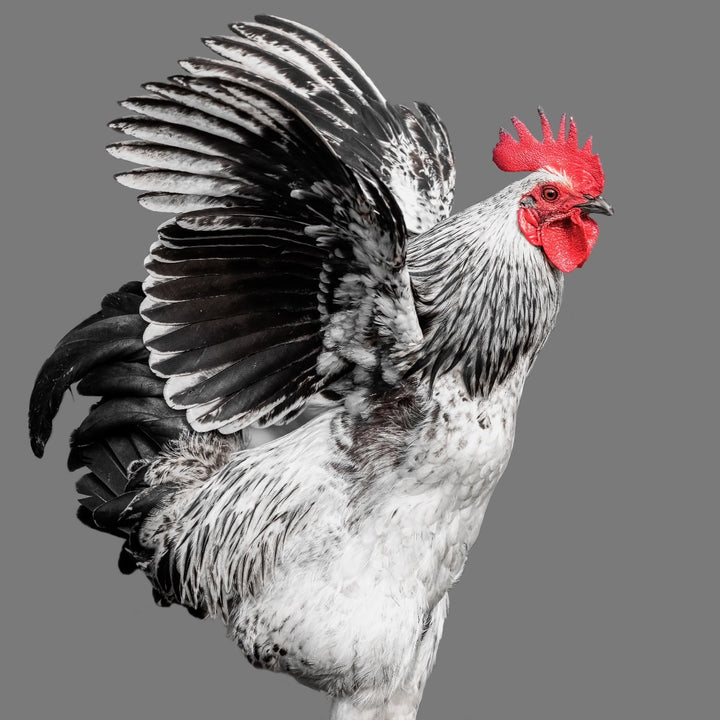 Poultry Faq EXPLORE CHICKEN DIVERSITY – ZiDtia