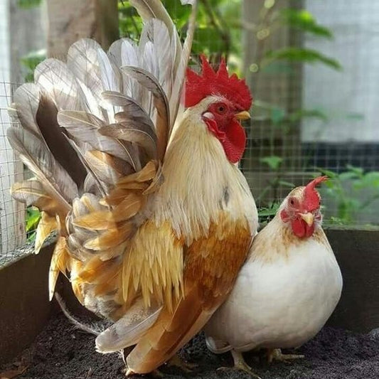 Welcoming Your Chickens to Their New Home