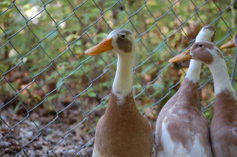 View of Backyard Duck Keeping: A Beginner's Guide to Basic Care and Management ...