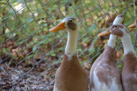 Backyard Duck Keeping: A Beginner's Guide to Basic Care and Management