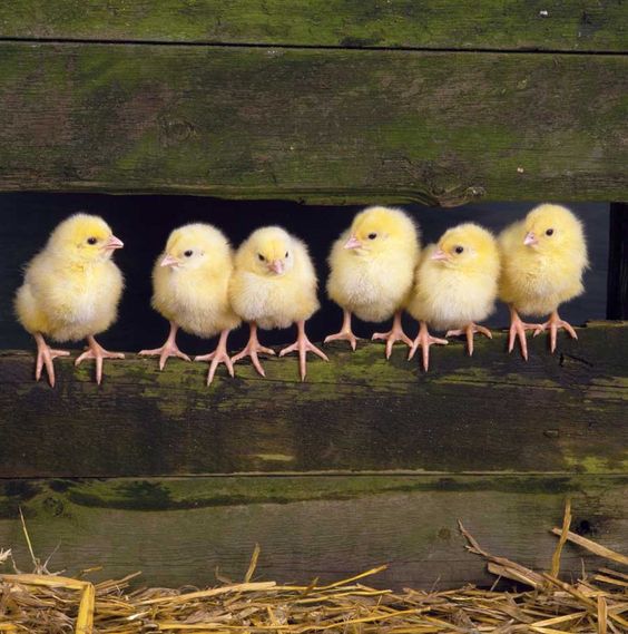 The Joy and Journey of Breeding Chickens