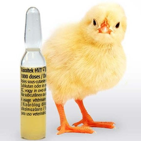 The Essential Guide to Chicken Vaccinations